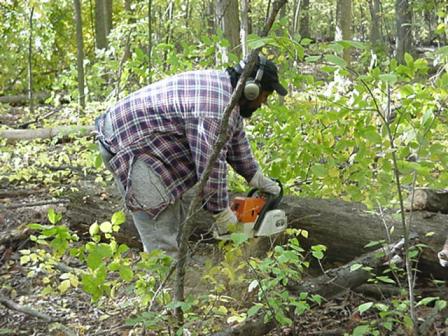 woods clearing